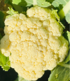 Cauliflower （HALAL）